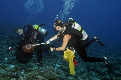 Two Scientific Divers collects COTS from the overrun reefs.
