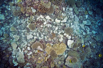 Damage that COTS can do to a reef system in just a short amount of time.