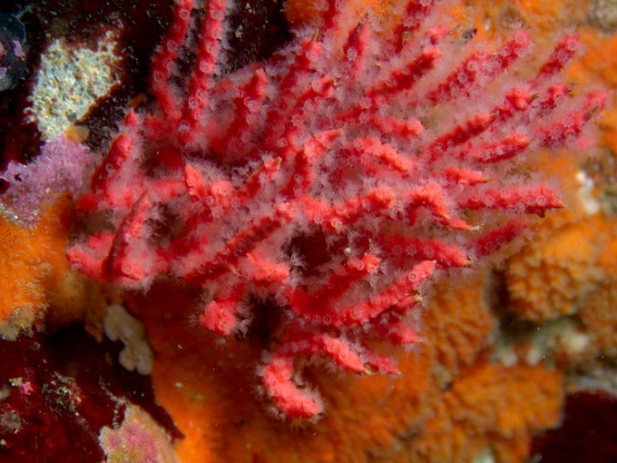 There Are Still New Coral Species Awaiting Discovery - Living Oceans ...