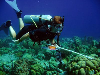 Chief Scientist Dr. Andrew Bruckner performing a transect survey.