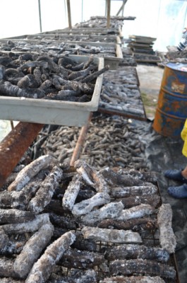 Sea Cucumbers being harvested; observed as a victim of overfishing by Tongan locals.