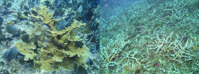 Some of the Elkhorn and Staghorn Coral left in Jamaica.
