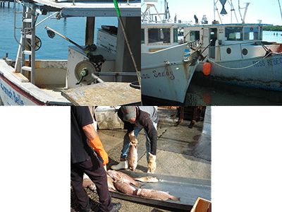 Fishing rigs, boats, and Red Grouper being offloaded in the Gulf of Mexico.