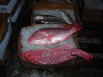 Fisheries Data, Fresh caught Red Snapper from the Gulf of Mexico.