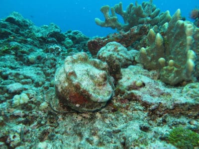 Green Snails on Raiatea Reef in French Polynesia
