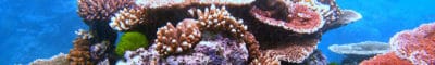 A variety of corals form an outcrop on Flynn Reef, part of the Great Barrier Reef near Cairns, Queensland, Australia.