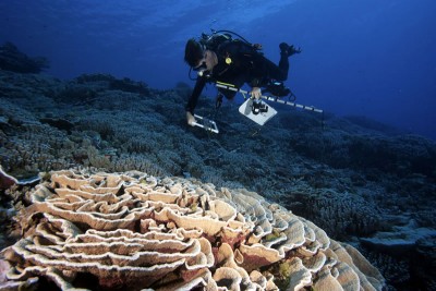 Diver surveys Great Barrier Reef
