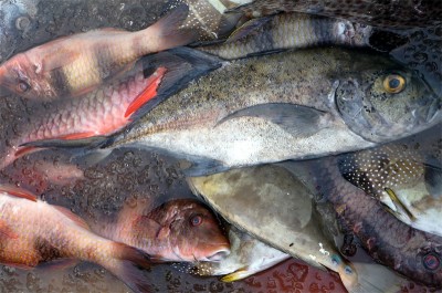 Tongan Fishing Practices: Fish being sold at Vava'u fish market in Tonga.