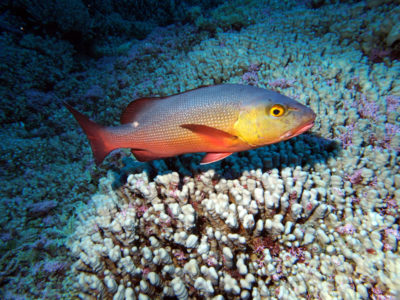 Great Barrier Reef Snapper