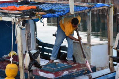 Tongan fisherman offloading morning catch.