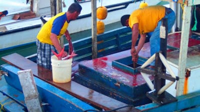 Tongan fishermen unloading their catch after hook and line fishing.