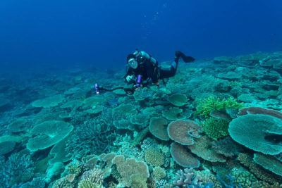 Capt Phil Renaud taking underwater photographs.