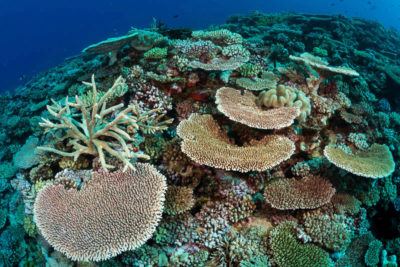 Far northern Great Barrier Reef.