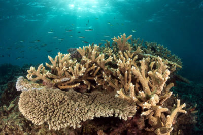 Far northern Great Barrier Reef.