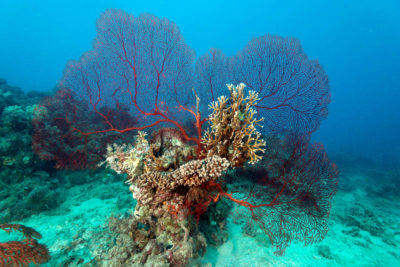 Far northern Great Barrier Reef.