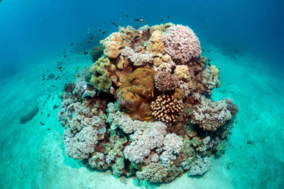 Far northern Great Barrier Reef.