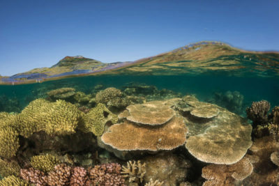Shallow corals.