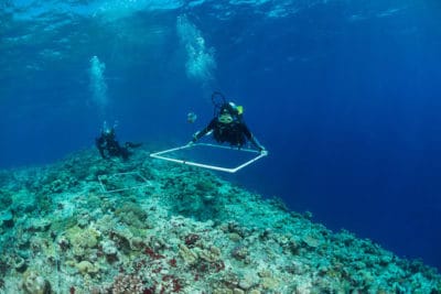 KSLOF science divers survey corals at outer edge of the Great Barrier Reef.