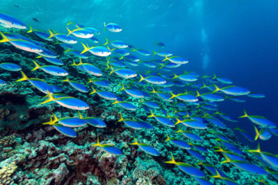 Schooling fusiliers at the outer Great Barrier Reef.