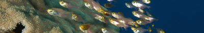 Ribbon Reef of the Great Barrier Reef