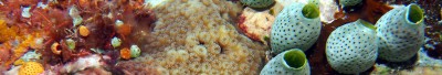 Tunicates of the Great Barrier Reef