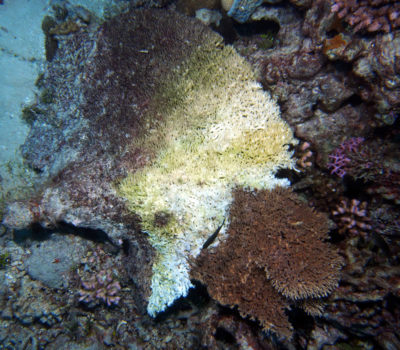 Coral fragments that are broken and toppled during storms may be abraded or buried by sediment and they are often more susceptible to coral diseases such as the table acroporids shown here.