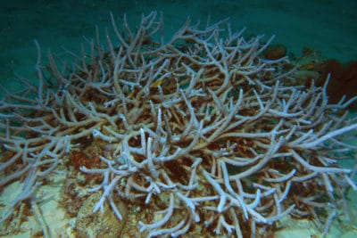 Fragile branching corals such as this Acropora (staghorn coral) tend to grow in sheltered locations.