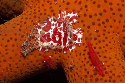 Ctenophores of the Great Barrier Reef