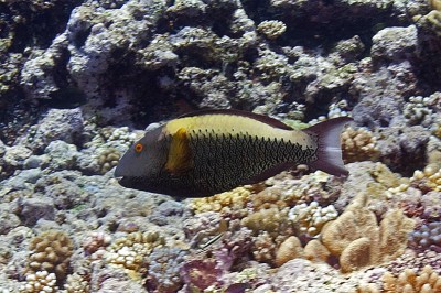 Parrotfishes of the Great Barrier Reef: Bicolor Parrotfish, Cetoscarus bicolor.