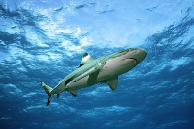 Blacktip Reef Shark