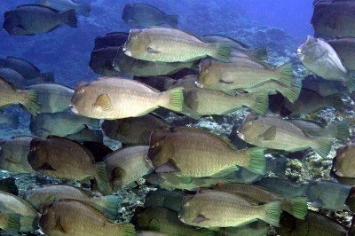 Bumphead Parrotfish, Bulbometopon muricatum.