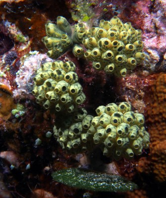 Social tunicate, Clavelina.