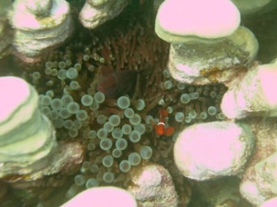 Clownfish living in anemone nestled among pavona clavus columns.