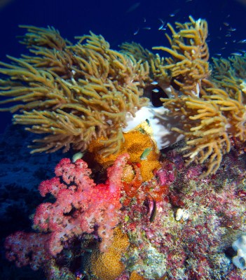 Colorful Soft Coral Community of the Great Barrier Reef