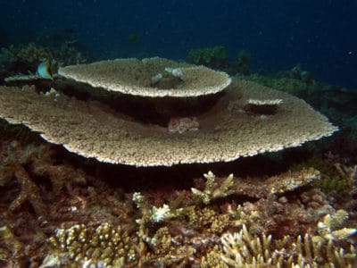 Larger Acropora hyacinthus with two canopy layers