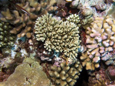 Coral Diversity of Ribbon Reef 7 of the Great Barrier Reef