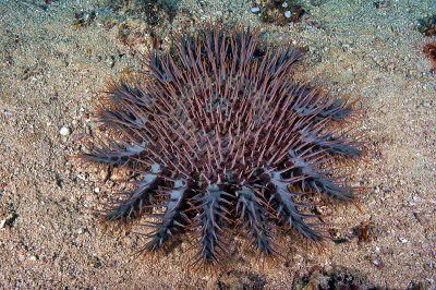 crown-of-thorns-seastar