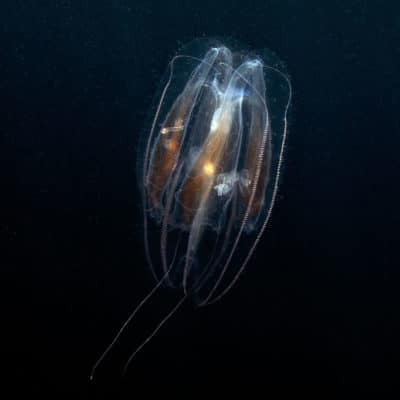 Ctenophore floating thru the water column.