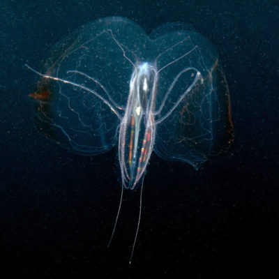 Ctenophore floating thru the water column.