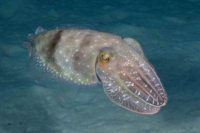 Cuttlefish of the Great Barrier Reef