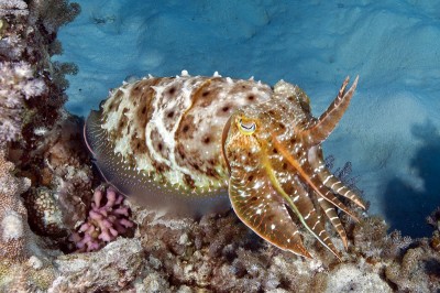 Cuttlefish Abandoning Its Camouflage