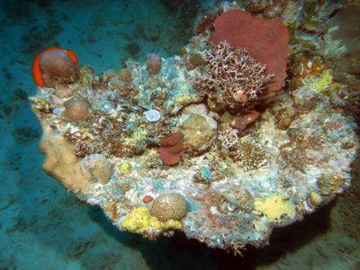 Dead table acroporids in growth position with small massive corals (Astreopora, Porites, and favia) and branching corals (Acropora and Seriatopora).