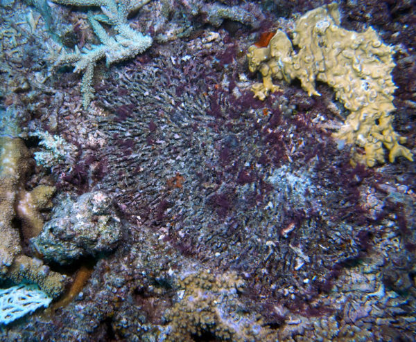 Rebirth of the Great Barrier Reef (Acropora) - Living Oceans ...