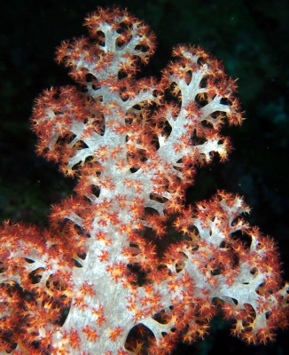 Dendronepthya soft coral of the Great Barrier Reef