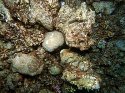Boulder corals that were detached from the reef and accumulated at the base of the reef slope.