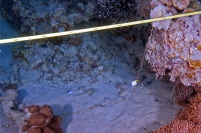 The difference between the transect and the chain shows reef rugosity.