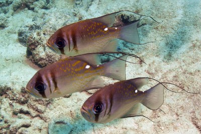 Distinctive markings of threadfin pearl perch.