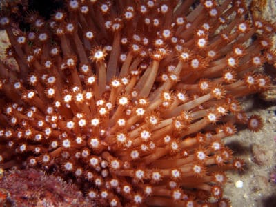 Goniopora Coral on a Midself Reef of the Great Barrier Reef