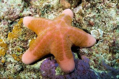 Granular Sea Star, Choriaster granulatus