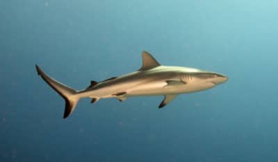 Grey Reef Shark Closeup